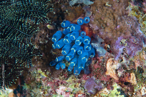 Colonial Ascidians Clavelina sp. photo