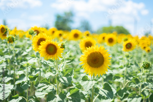 Sunflower close up. bright sunflower field over cloudy blue sky and sun lights. Daylight. Greeting card or argiculture wallpaper concept