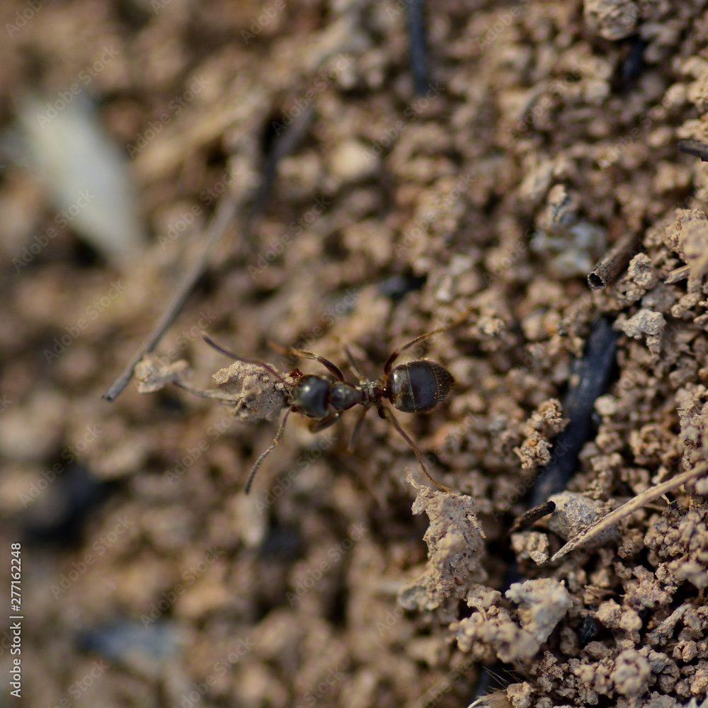Ant Carries soil for the construction of an anthill. Close-up Ant Carries soil for the construction of an anthill. Close-up