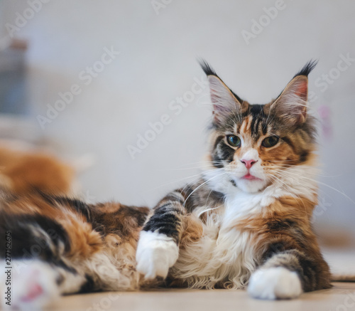 Portrait of a beautiful fluffy multi-colored Maine Coon kitten
