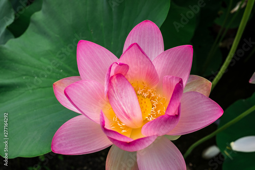 Egyptian lotus on the lake