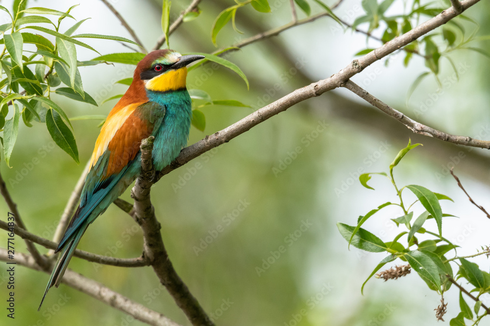 Beautiful nature scene with European bee-eater (Merops apiaster). Wildlife shot of European bee-eater (Merops apiaster) on branch. European bee-eater (Merops apiaster) in the nature habitat. Beautiful nature scene with European bee-eater (Merops apiaster). Wildlife shot of European bee-eater (Merops apiaster) on branch. European bee-eater (Merops apiaster) in the nature habitat.