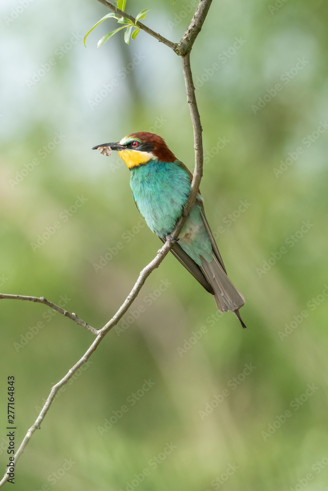 Beautiful nature scene with European bee-eater (Merops apiaster). Wildlife shot of European bee-eater (Merops apiaster) on branch. European bee-eater (Merops apiaster) in the nature habitat. Beautiful nature scene with European bee-eater (Merops apiaster). Wildlife shot of European bee-eater (Merops apiaster) on branch. European bee-eater (Merops apiaster) in the nature habitat.