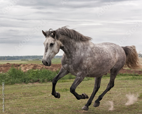 Fototapeta Naklejka Na Ścianę i Meble -  Young grey andalusian horse running in gallop in the field. Close, in motion.