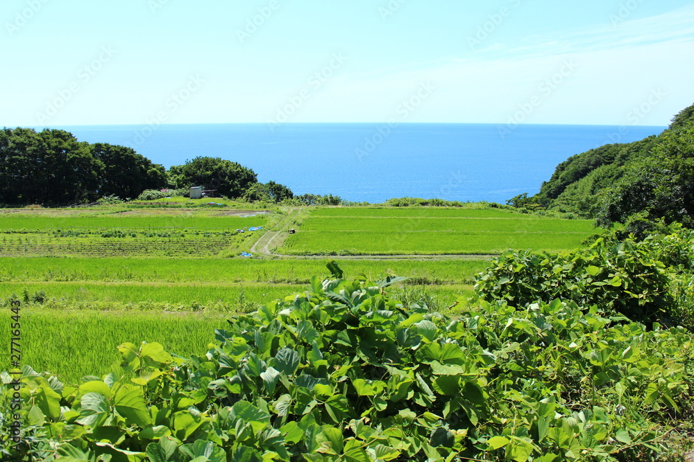暮坪の棚田 暮坪の棚田