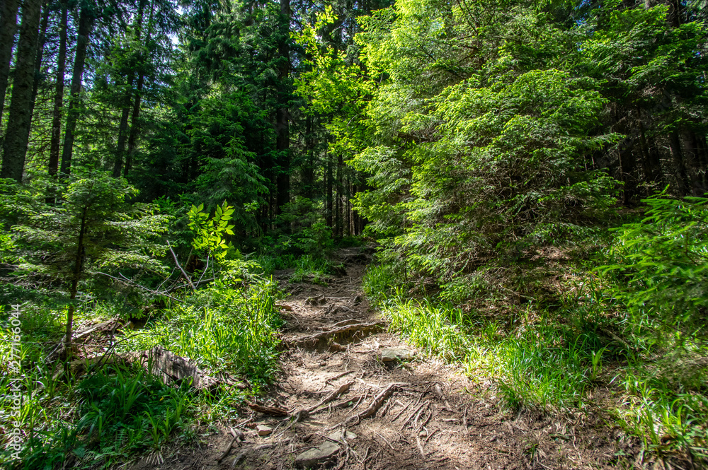 Forest trail among summer trees in the mountains Forest trail among summer trees in the mountains