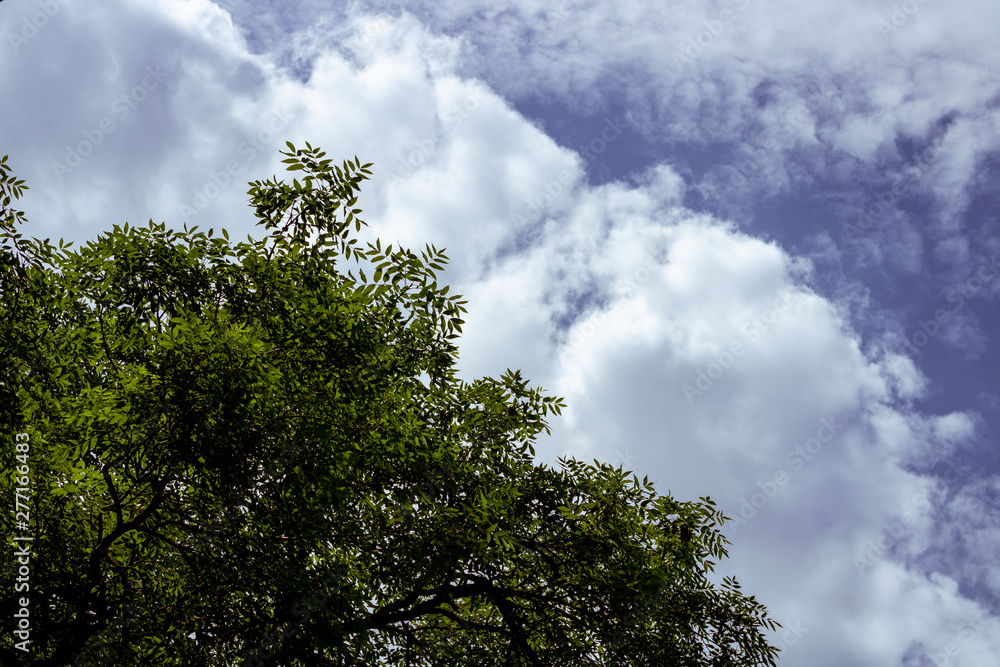 Compact clouds in the sky with bright leaves are near a green shade and several trees Compact clouds in the sky with bright leaves are near a green shade and several trees