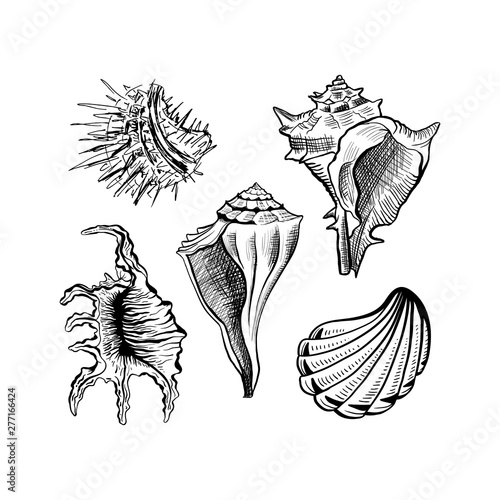Angular murex seashell hand drawn vector set. Seashore conch, mollusk monochrome sketch. Freehand outline clam shell engraving. Conchology isolated design elements. Realistic ink pen drawing