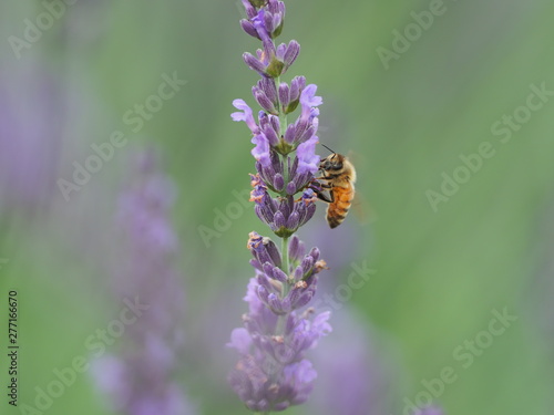 ラベンダーとミツバチ © Hajime　Kajiyama