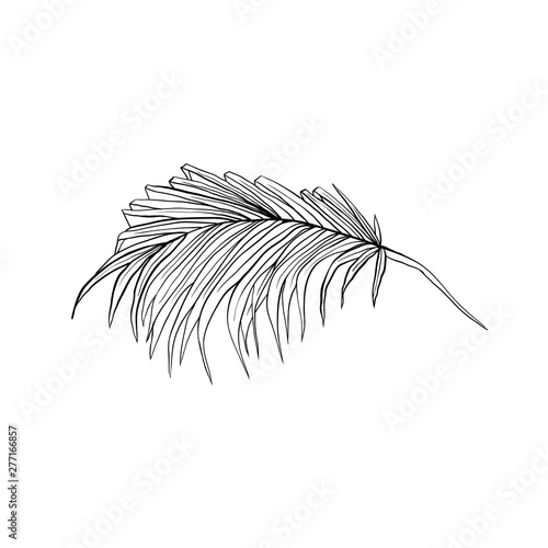 Coconut frond hand drawn vector illustration. Tropical  exotic split leaf isolated drawing. Plant ink pen sketch. Jungle  rainforest leafage decorative clipart. Botanical design element