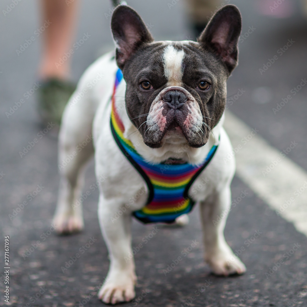 A cute dog at Pride In London 2019
