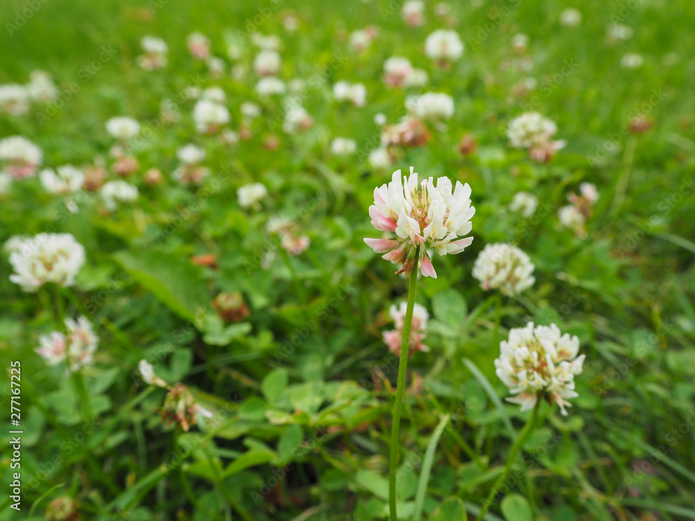 White clover or trefoil flower (Trifolium) close up on the green clover field background