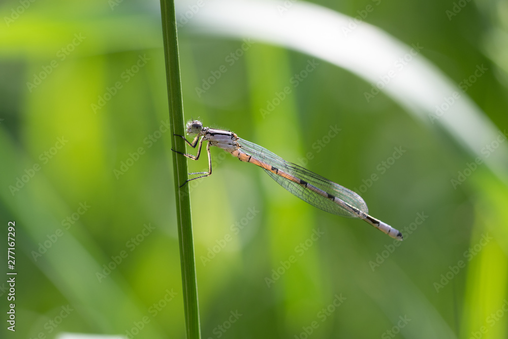 Dragonfly on a straw Dragonfly on a straw