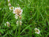 White clover or trefoil flower (Trifolium) close up on the green clover field background