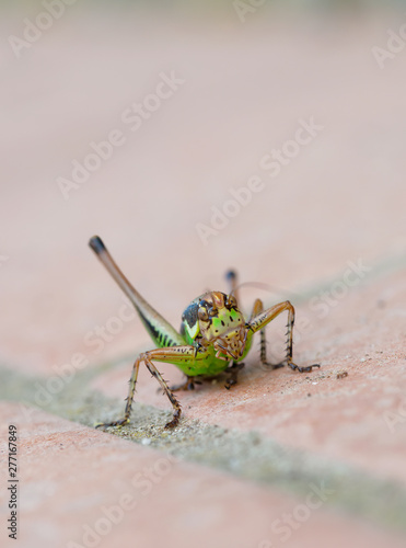 Eupholidoptera chabreri. Bush cricket, insect facing camera. photo