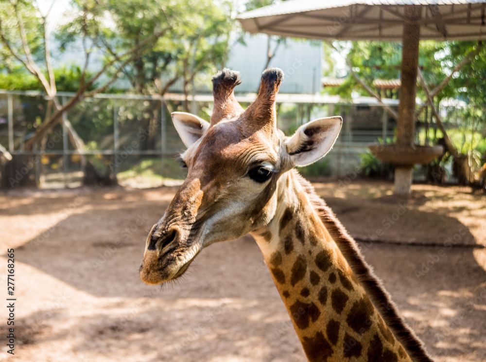 A big giraffe in zoo. Animal background.