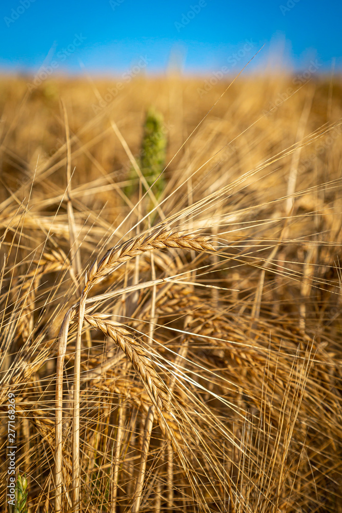 A close up of wheat in a field, ready for harvesting