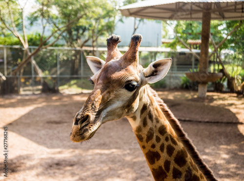 A big giraffe in zoo. Animal background. © romaset