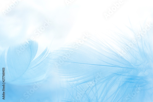 Carta da parati close up blue feather on white background.
