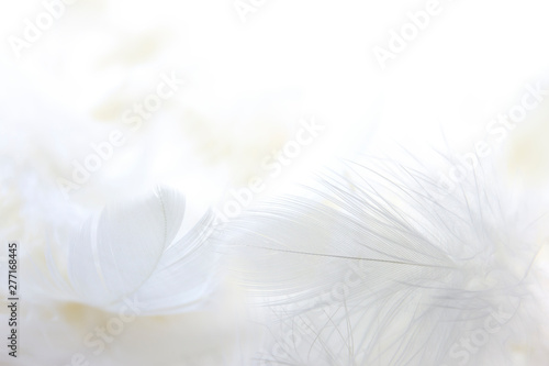 white feather background.