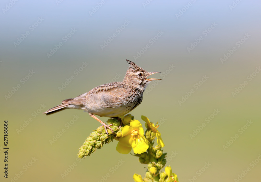 Crested Lark sits on a bright yellow plant on an unusually beautiful blurred background Crested Lark sits on a bright yellow plant on an unusually beautiful blurred background