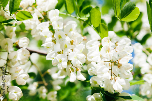 White acacia bloom in Moldova