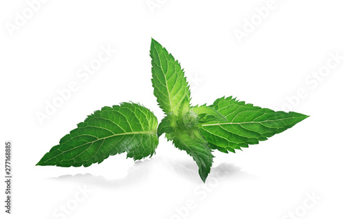 fresh peppermint, melissa, mint leaves in green color it isolated white background.