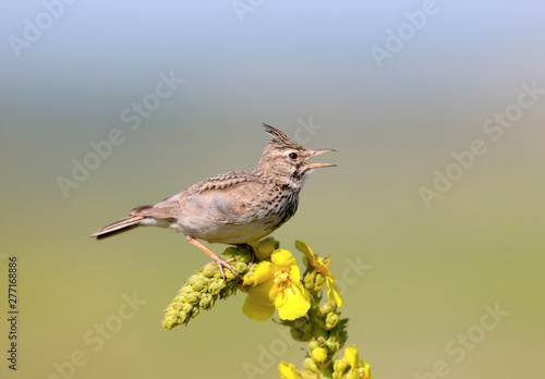 Crested Lark sits on a bright yellow plant on an unusually beautiful blurred background