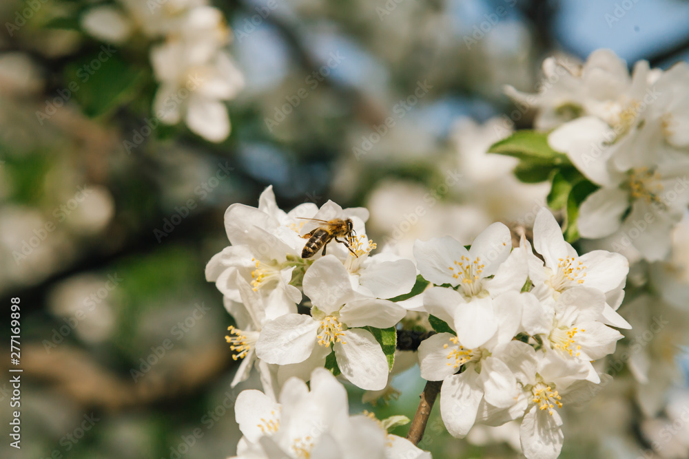 Domesticated Honey Bees (Apis mellifera carpatica) pollinates an apple tree in Moldova