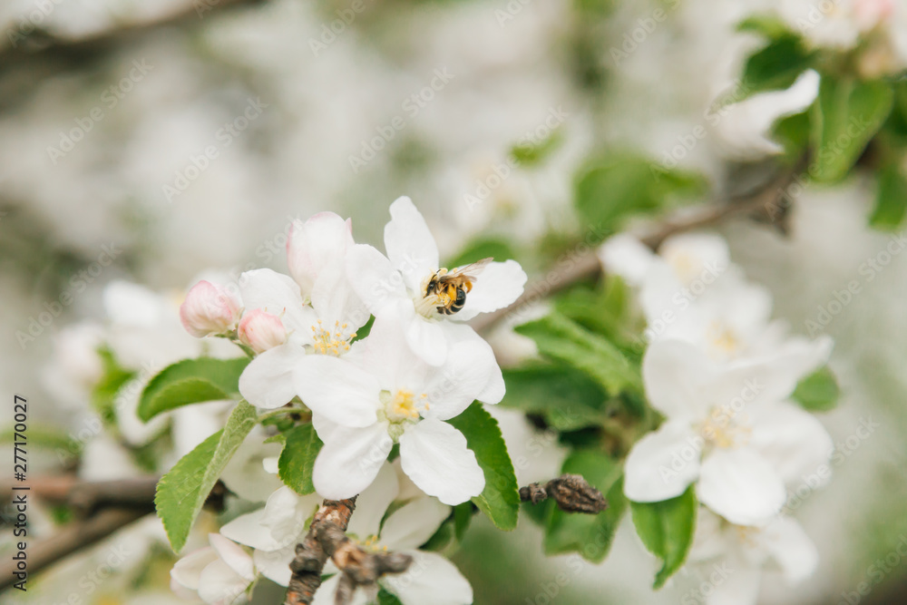 Wasp (Halictus) pollinates an apple tree in Moldova Wasp (Halictus) pollinates an apple tree in Moldova