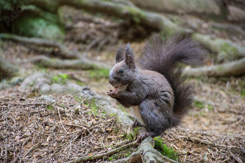 black squirrel gnaws a nut