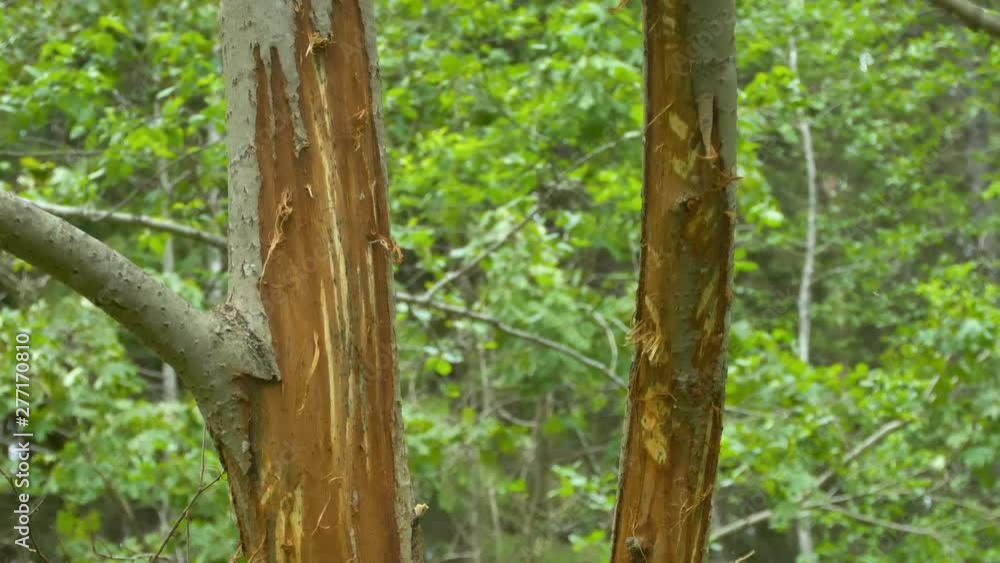 23277_The_trunk_of_the_tree_with_the_shaved_skin.mov 23277_The_trunk_of_the_tree_with_the_shaved_skin.mov
