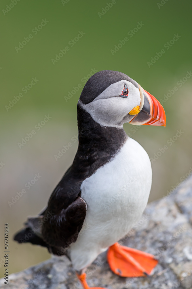 Naklejka premium Puffin portrait at side at Runde Norway