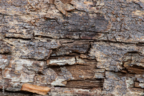 The cracked bark of an old felled tree