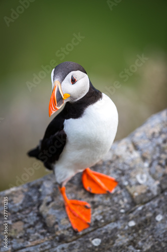 Puffin standing at Runde Norway