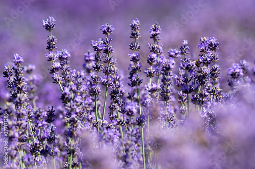 Detail of lavender field in summer time