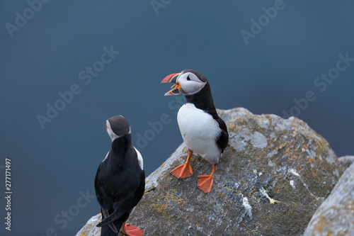 Puffin on the cliff at Runde Norway © Arild