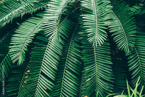 Jungle plants background  tropical leaves pattern . Tropical thickets and bushes in the jungle.