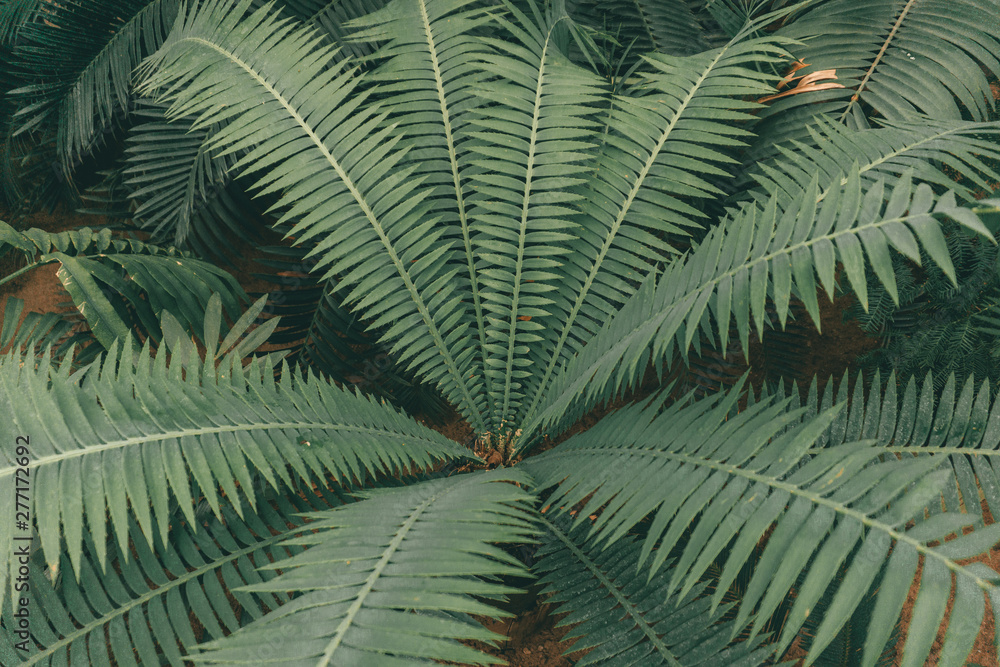 Jungle plants background (tropical leaves pattern). Tropical thickets and bushes in the jungle. Jungle plants background (tropical leaves pattern). Tropical thickets and bushes in the jungle.