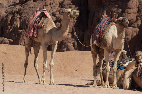 Camel caravan rest on desert sand. Three camels in resting camel caravan scene