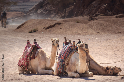 Camels in Arabia, wildlife