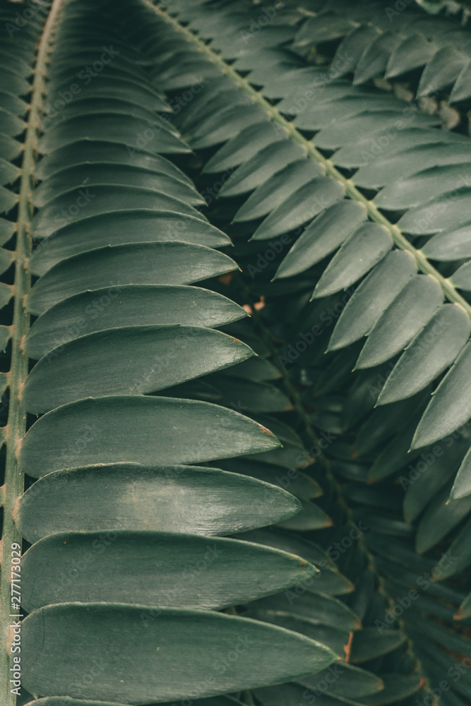 Obraz premium Jungle plants background (tropical leaves pattern). Tropical thickets and bushes in the jungle.