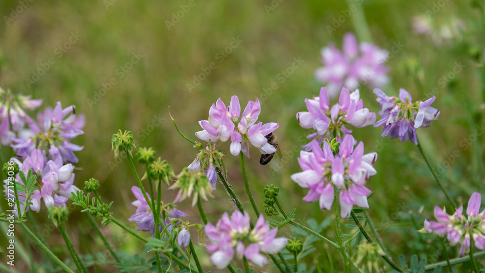 little purple flower closed up garden green background little purple flower closed up garden green background
