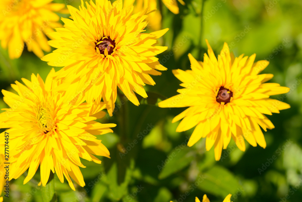 Yellow flowers of rudbeckia laciniata Goldquelle in the open Yellow flowers of rudbeckia laciniata Goldquelle in the open
