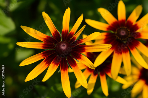  Yellow-brown flowers of perennial rudbeckia in a flowerbed on a sunny day