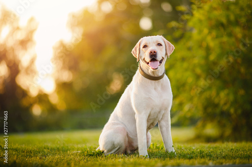 Active, smile and happy purebred labrador retriever dog outdoors in grass park on sunny summer day photo