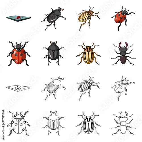 Vector design of insect and beetle logo. Set of insect and halloween stock symbol for web.