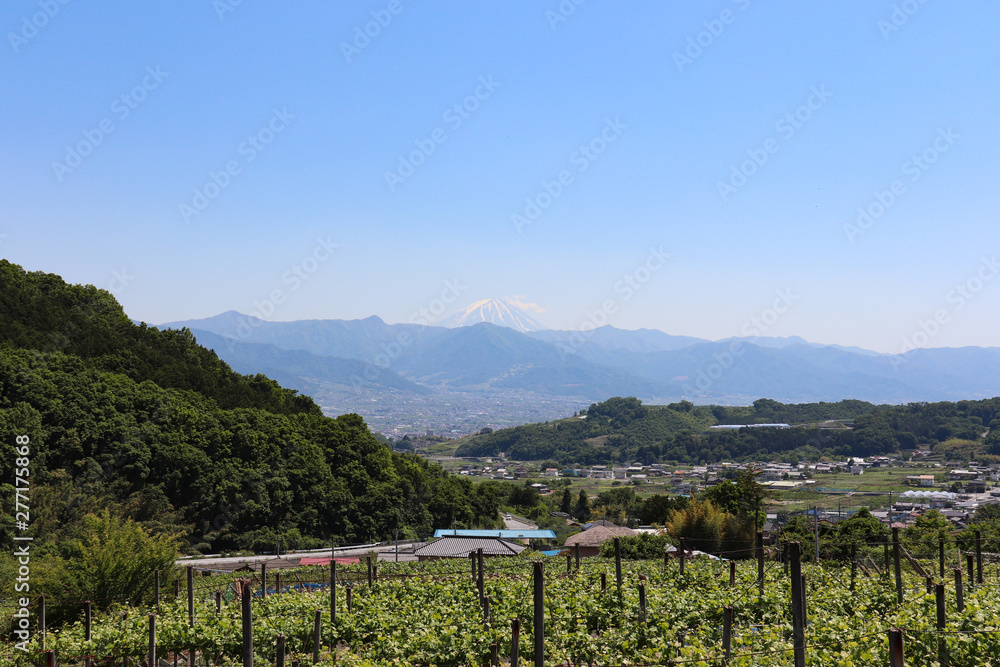 Fototapeta premium 果樹園と富士山（山梨県山梨市）,yamanashi city,japan