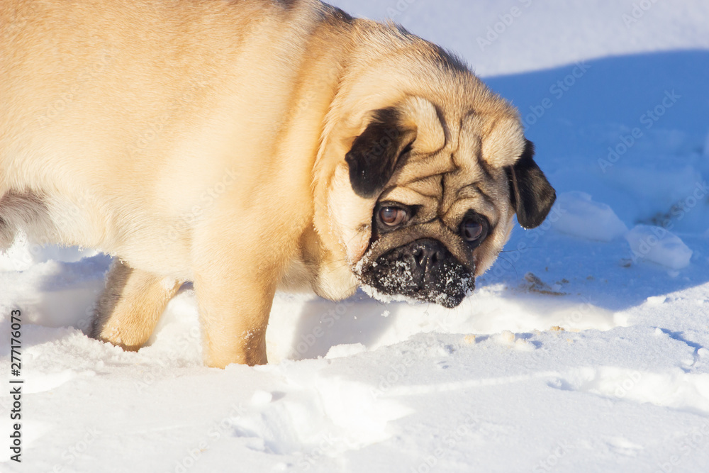 Pug dog on white snow at winter time