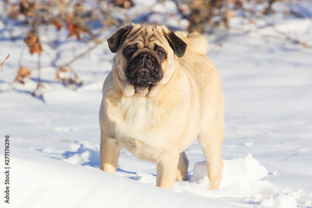 Happy pug dog playing in the snow